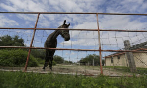 Texas Border Fence