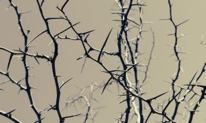 Image of thorns for story on Dallas Morning News columnist saying gambling will be thorniest issue for Texas Legislature in 2025